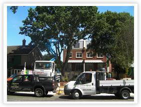 Oak Processionary Moth - 2008 Activity