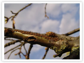 Oak Processionary Moth - Instar L1