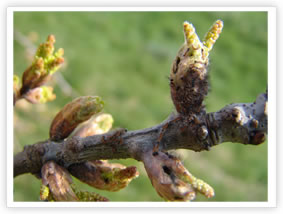 Oak Processionary Moth - Instar L1
